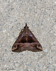 Dichromia linguibursa