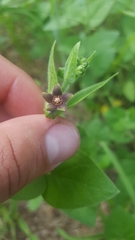 Matelea cynanchoides