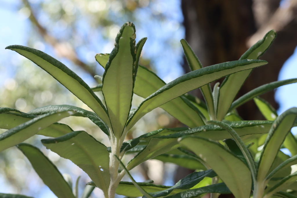 Blanket Leaf from Wilsons Promontory VIC 3960, Australia on March 1