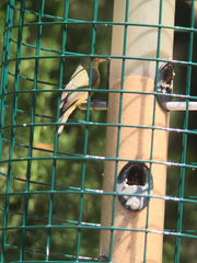 Passerina ciris ciris