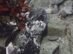 Clinocottus globiceps