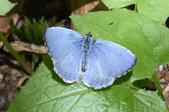 Celastrina ladon