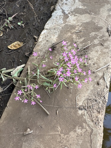 Centaurium erythraea observed 2024-05-17