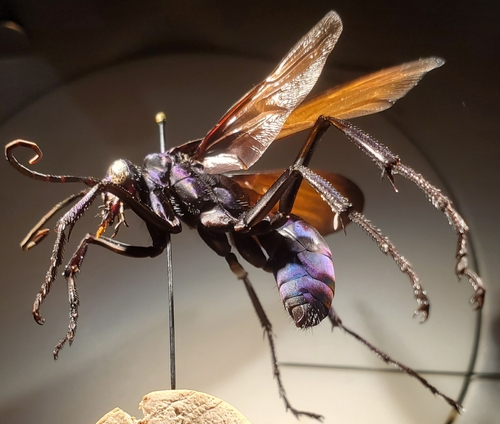 Tarantula hawk photo 3