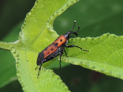 Rhodobaenus quinquepunctatus