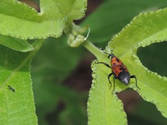 Rhodobaenus quinquepunctatus