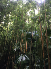Phyllostachys nigra