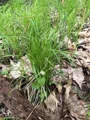 Carex pedunculata