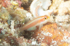 Trimma anaima