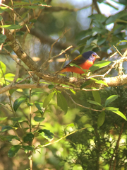 Passerina ciris ciris