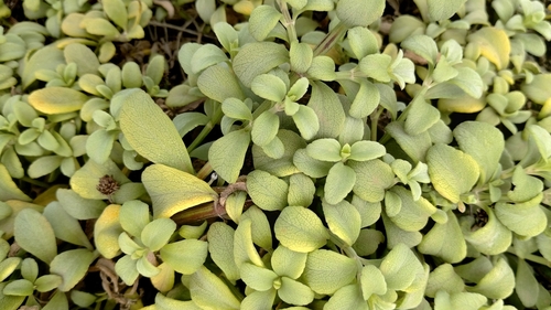 Lipochaeta integrifolia observed 2024-05-17