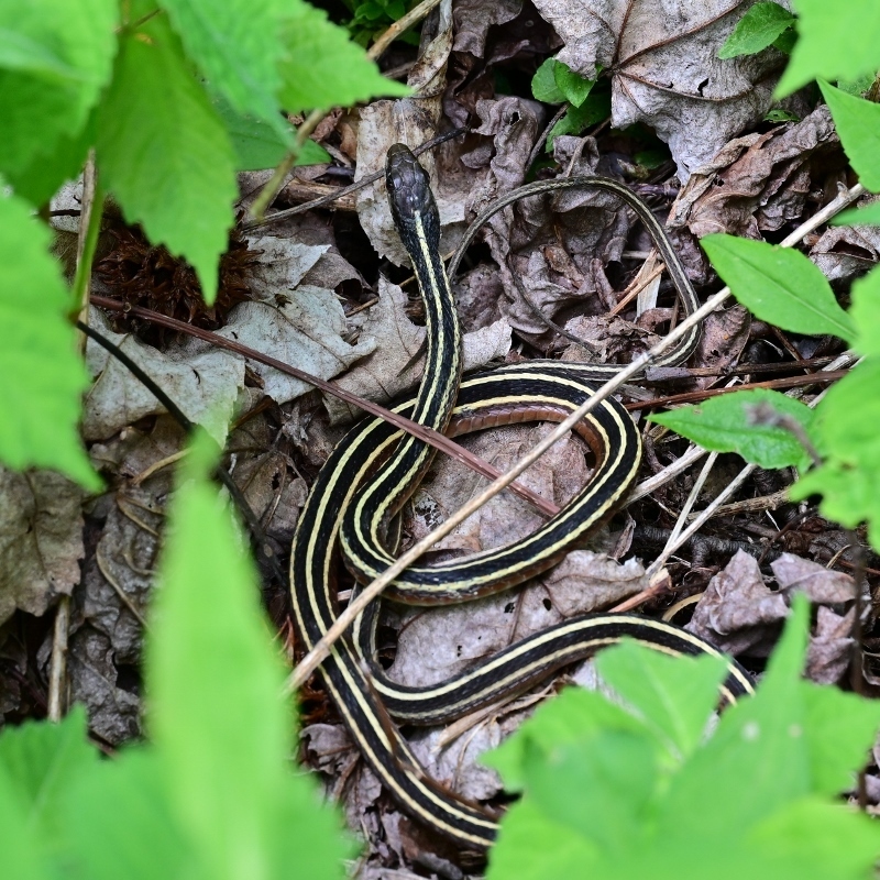 Northern Ribbon Snake in May 2024 by roamingthewoods · iNaturalist