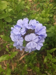 Plumbago auriculata