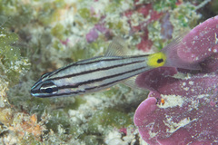 Cheilodipterus isostigma