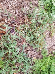 Buglossoides arvensis
