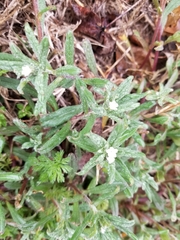 Buglossoides arvensis