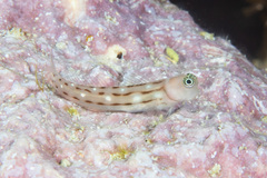 Three-Lined Blenny photo 5