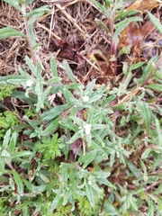 Buglossoides arvensis