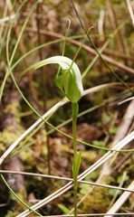 Pterostylis micromega