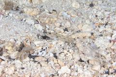 Fusigobius aureus