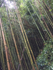 Phyllostachys nigra