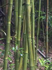 Phyllostachys nigra