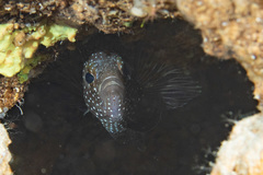 Calloplesiops altivelis