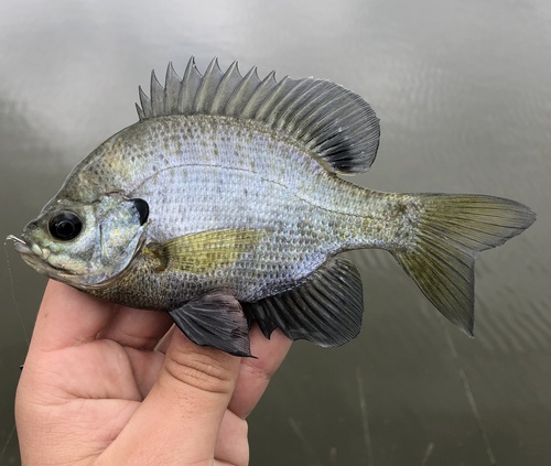Bluegill, photo 9 of 10