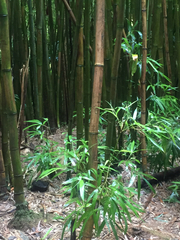 Phyllostachys nigra