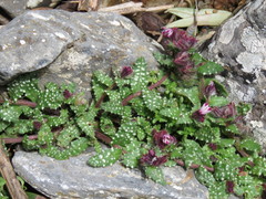 Anchusa variegata