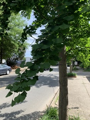 Ginkgo biloba