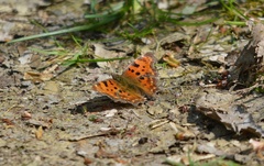 Polygonia c-album