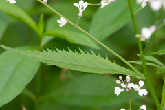 Iodanthus pinnatifidus