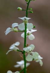 Iodanthus pinnatifidus