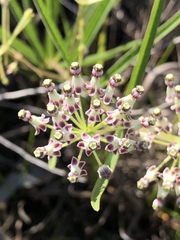Asclepias longifolia
