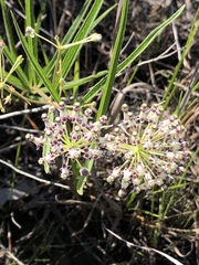 Asclepias longifolia