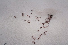 Pogonomyrmex maricopa