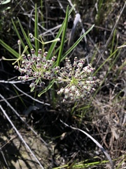 Asclepias longifolia