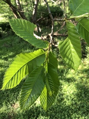 Castanea sativa