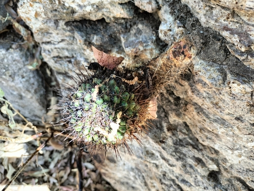 Mammillaria wagneriana