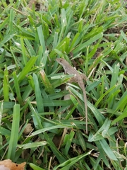Anolis sagrei