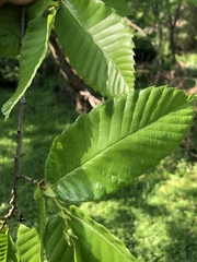 Castanea sativa