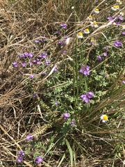 Phacelia popei