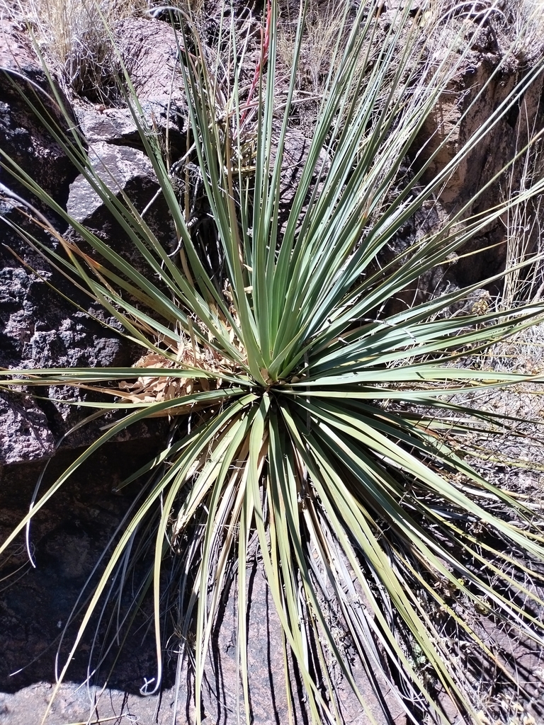 Nolina durangensis, 34465 Dgo., México