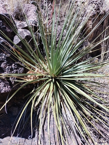 Nolina durangensis