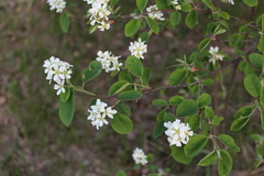 Amelanchier spicata