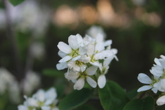 Amelanchier spicata