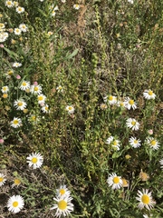 Nuttallanthus texanus