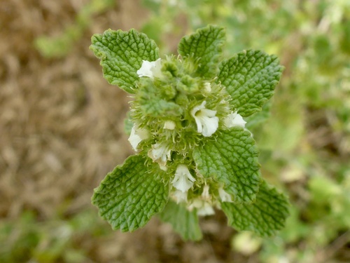Marrubium vulgare