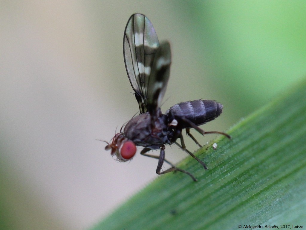 Diastata